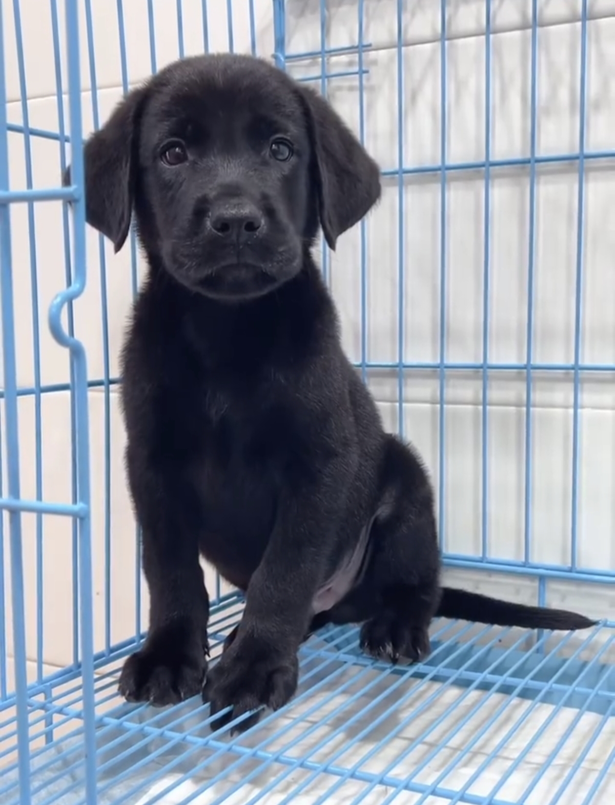 拉布拉多幼犬，纯种双血统，性格温顺，聪明伶俐，绝佳宠物伴侣